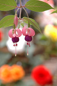 fuchsia, flowers, angel earrings, plants, a flower garden, spring, nature