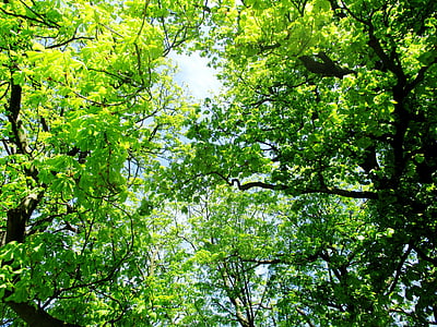 árboles, castaños, hojas, primavera, sol, luz, cielo