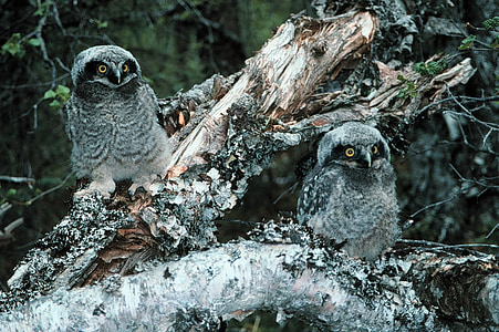 noordelijke hawk-owl, uilen, vogel, kuikens, winter, sneeuw, ijs