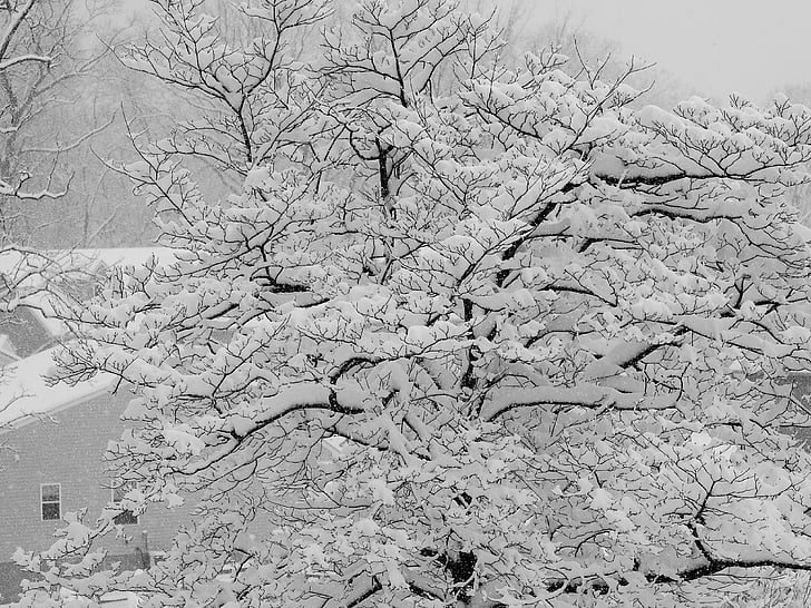 зимни, сняг, дърво, студено, бяло, сезон, снежинка