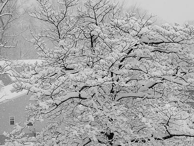 Зима, снег, дерево, холодная, Белый, сезон, снежинка