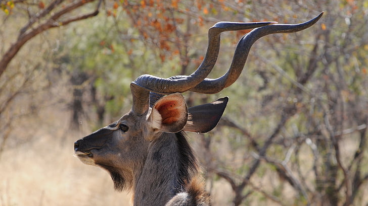 Botswana, Khudu, vilda djur, porträtt, Majestic