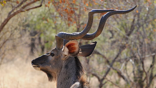 Botswana, khudu, divoké zvíře, portrét, Majestic