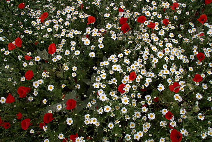 flower head, wild, carpet of flowers, white, red, plants, nature