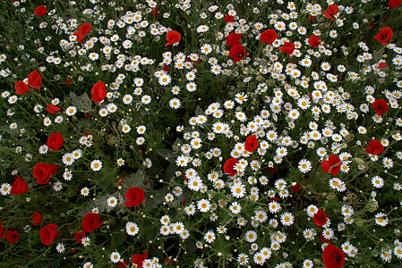 flor, salvatge, catifa de flors, blanc, vermell, plantes, natura