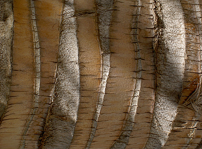Palma, arrel d'arbre de Palma, estructura, fusta, fons, arbre, textura
