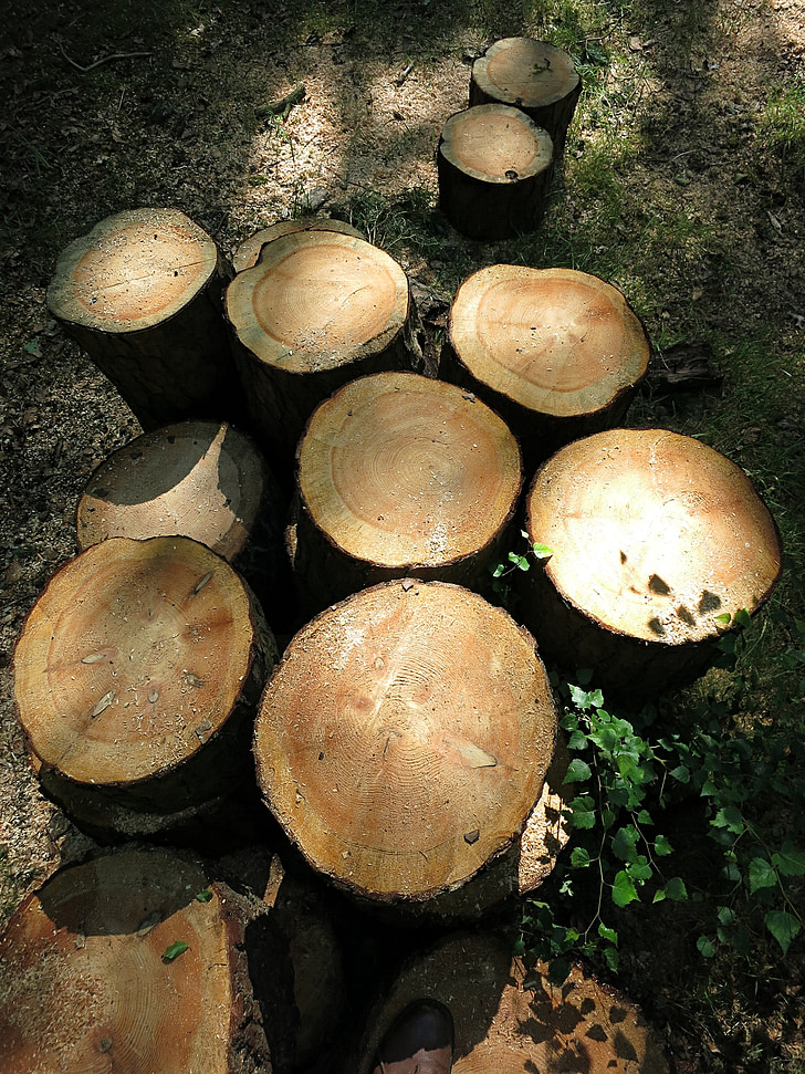 logs, tree, cut, felled, nature, wood
