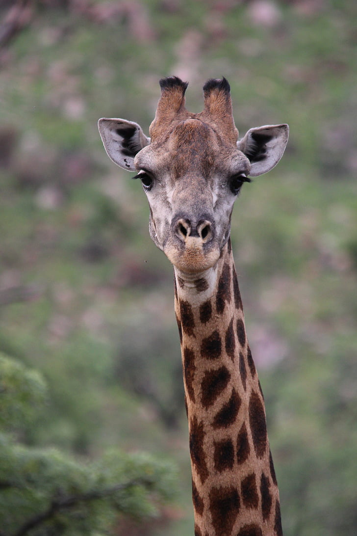 girafa, animal, mamífero, selvagem, vida selvagem, natureza, safári