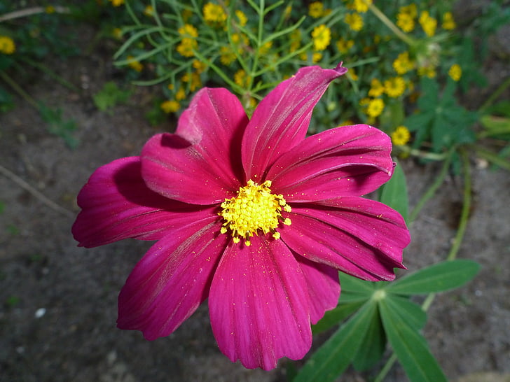 Dahlia, Rose, fleur, jardin fleuri