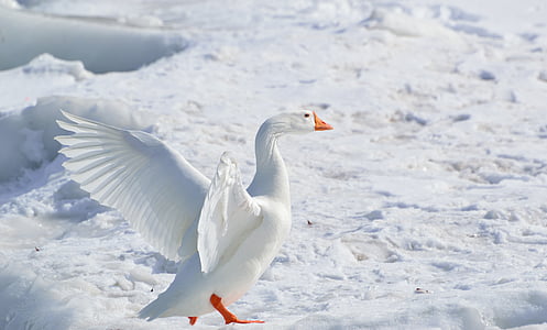 bird, goose, nature, snow, snow goose, wading bird, winter