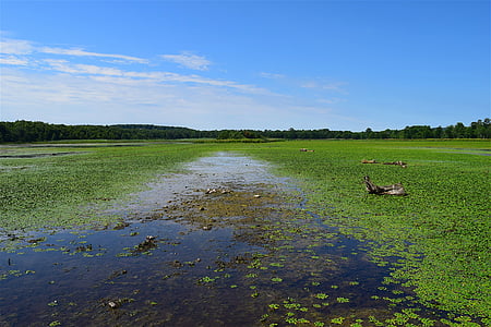 tó, Marsh, zöld, víz, természet, mocsár, növény