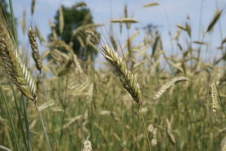 поле, жито, Природа, літо, Кукурудза, фермер, вирощування