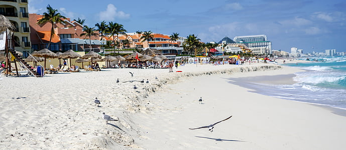 Cancun, Mexico, strand, vogels, golven, tropische, vakantie