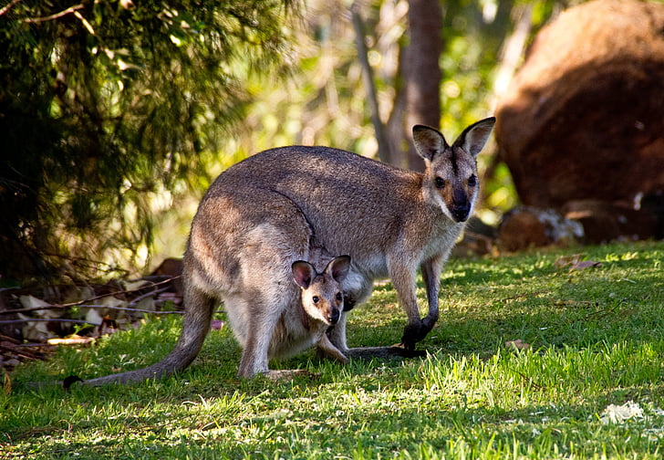 Wallabies, kangur, rednecked wallaby, Joey, matka, dziecko, dwa