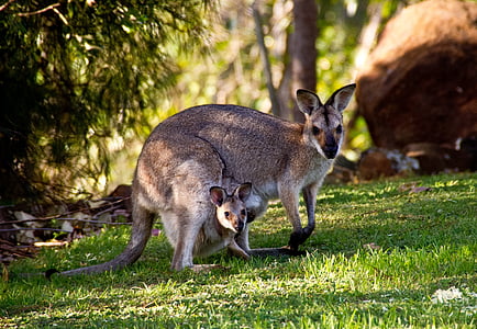 wallabies, kangaroo, rednecked wallaby, joey, mother, baby, two