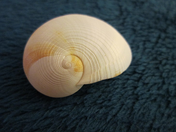 shell, spiral, nature, seashell, sea, marine, aquatic