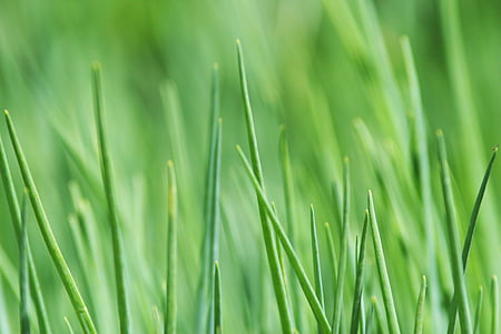 trava, trava zelena, priroda, livada, vlati trave, trava, biljka