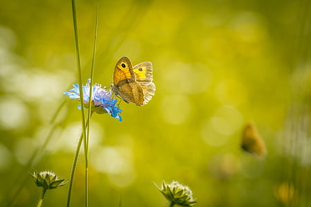 meadow, summer meadow, summer, wild flowers, pointed flower, natural lawn, butterfly