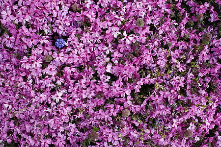 flowers, nature, pink, spring, purple, flower, backgrounds