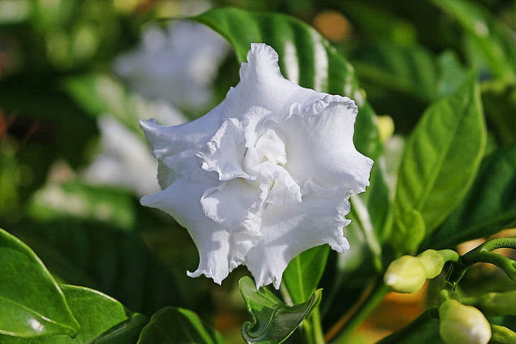 gardènia, flor blanca, El Gardenia jasminoides, arbre