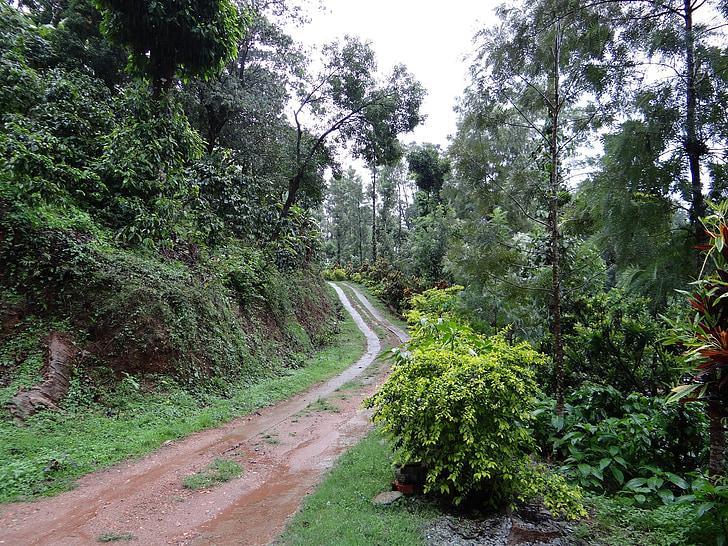 trilha, floresta, plantação de café, Coffea robusta, Madikeri, Coorg, Índia