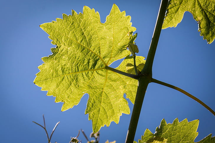 vin, Leaf, Vine, vin blad, struktur, vinodling, gren
