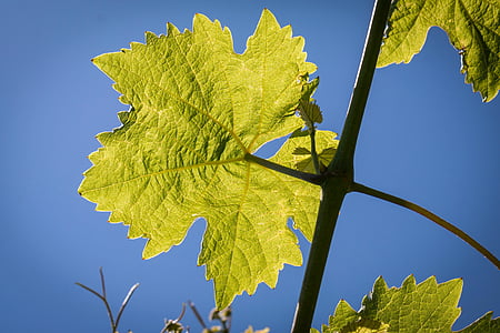 wino, liść, winorośli, wina liść, Struktura, uprawa winorośli, Oddział