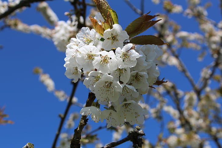 вишни в цвету., Вишневое дерево, Весна