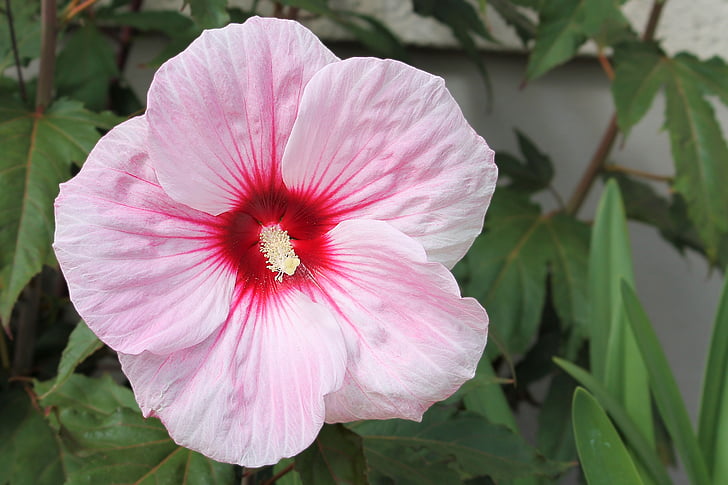 hibiscus, giant hibiscus, pink, blossom, bloom, flower, hibiscus flower