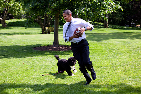 barack obama e bo, 2009, jogar, executar, Bo é o cão da família, cão de água português, Obama sorrindo