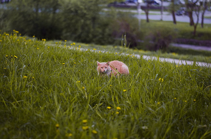 mačka v travi, Regrat, mačka, travnik, hrib, skrije, trava