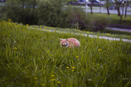 cat in grass, dandelions, cat, meadow, hill, hides, grass