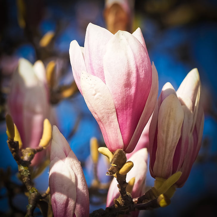 Magnolia, fa, virágok, Blossom, Bloom, tavaszi, természet