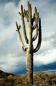 仙人掌, suguaro, 沙漠, 亚利桑那州, 自然, 植物, 西南