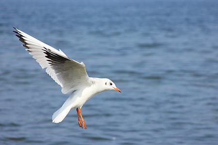 seagull, water, baltic sea, bird, water bird, coast, sea