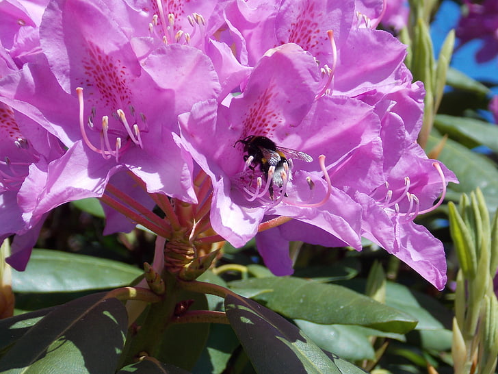 rododendro com hummel, -de-rosa, flor, flor, fechar, Primavera, planta