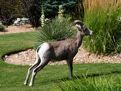 mouflon, jardin, animal, mammifère, Colombie-Britannique, Canada, nature