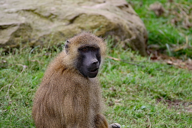 khỉ đầu chó, con khỉ, động vật hoang dã, động vật, Thiên nhiên, hoang dã, Châu Phi