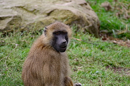 Babbuino, scimmia, fauna selvatica, animale, natura, selvaggio, Africa