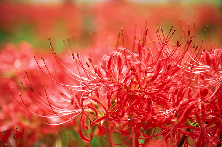 květiny, Amarylis, červená, závod, růst, Příroda, detail