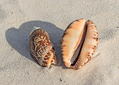 zeeschelpen, souvenir, strand, zand