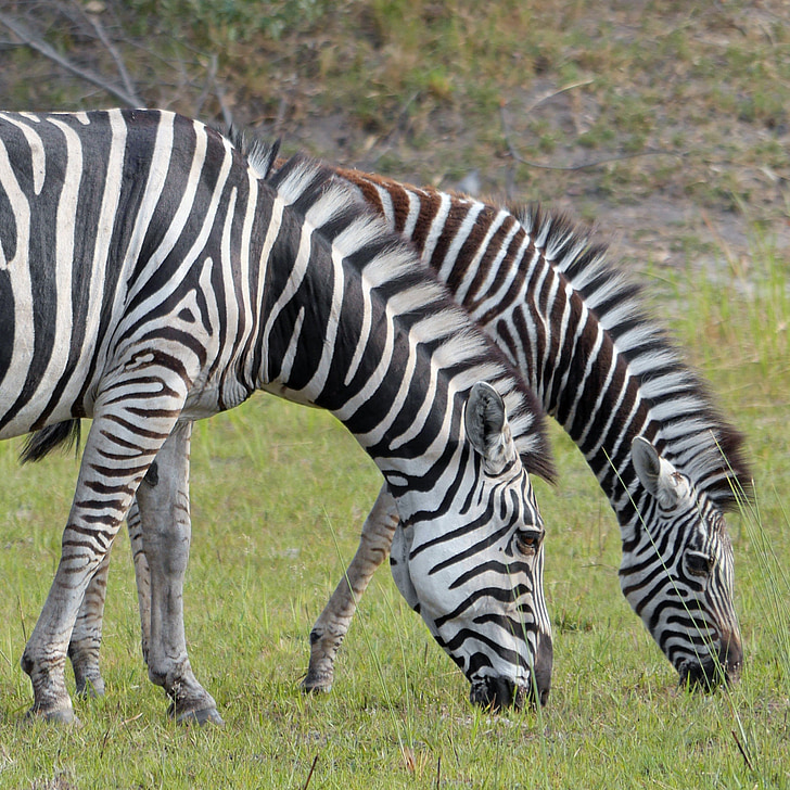Zebra, Okavanga delta, safári, África, selvagem, zebras