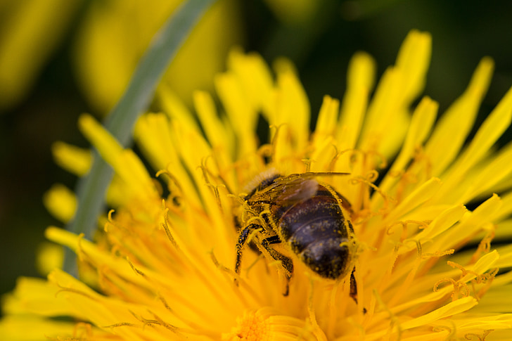 μέλισσα, μακροεντολή, άνθος, άνθιση, έντομο, λουλούδι, φύση