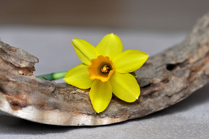 Narcissus, blomma, vårblomma, tidig blunder, gul, gul blomma, trä bit