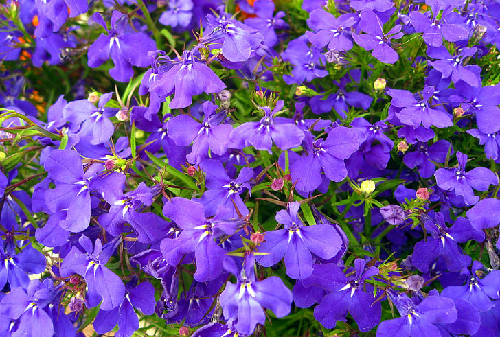 Въпреки че, похвала Лиен, синьо, цветя, сини цветя, малки цветя, декоративни растения