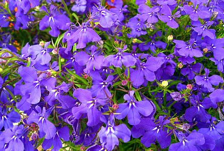 Deşi, laudă gaj, albastru, flori, flori albastre, flori mici, plante ornamentale