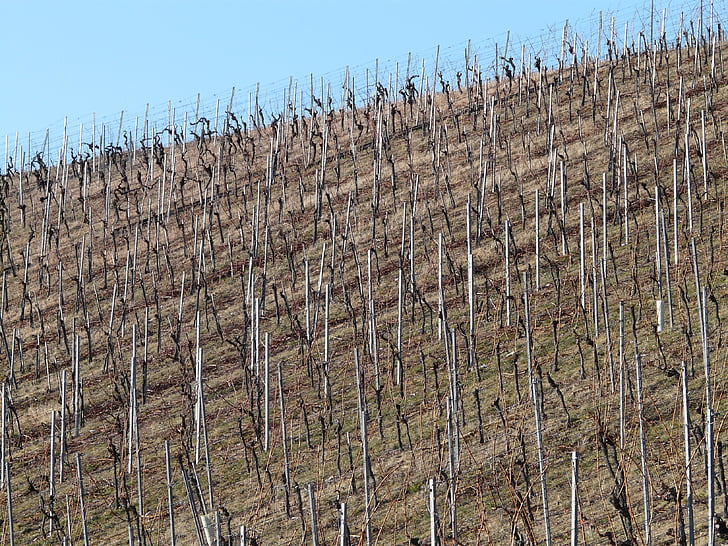 vineyard, vine, winegrowing, vines, slope