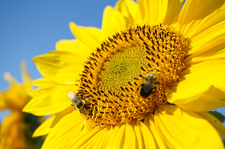 saulespuķes, bumblebees, bites, vasaras, daba, puķe, dzeltena