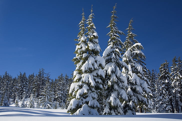 snow, pine trees, winter, covering, evergreens, mount bachelor, deschutes national forest