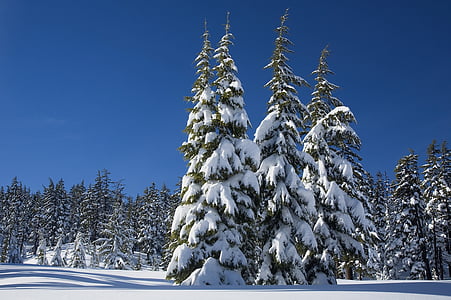 sniego, pušų, žiemą, danga, populiariausių, kalno bakalauro, deschutes nacionalinis miško